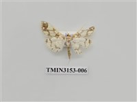 藏品(螟蛾304)的圖片